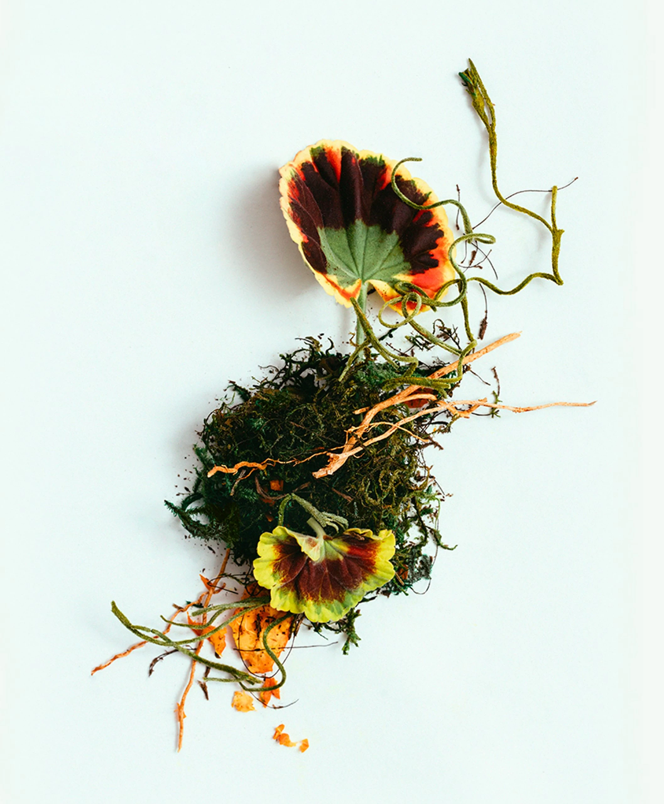 Corpus Long-Lasting Natuurlijke Deodorant Stick - The Botanist 7 Corpus Long-Lasting Natuurlijke Deodorant Stick - The Botanist - Afbeelding 5